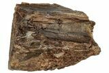 Fossil Dinosaur (Triceratops) Shed Tooth - Montana #288111-1